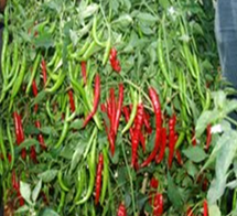 Manufacturers Exporters and Wholesale Suppliers of Red Chilli Seeds Ahmednagar Maharashtra